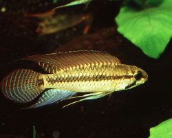 Apistogramma Pertensis Alenquer 2-3