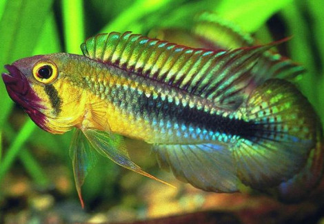 Apistogramma Wilhelmi 3-4