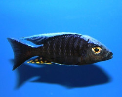 Aulonocara Maylandi Kandeensis/Blue Head 8-10