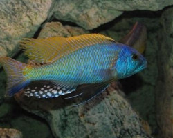 Buccochromis Rhoadesii Yellow 7-9