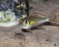 Callochromis Macrops 4-5