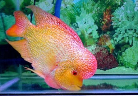 Cichlasoma Sp. Flowerhorn Sunset/Red 10