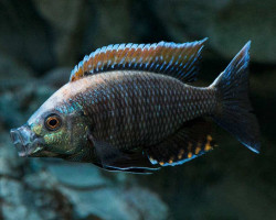 Copadichromis Virginalis Fire Crest F1 5