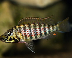 Ctenochromis Horei 4Cm