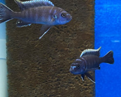 Cynotilapia Afra Ndonga 3,5-5