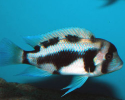 Cyphotilapia Frontosa Black Widow 6-8