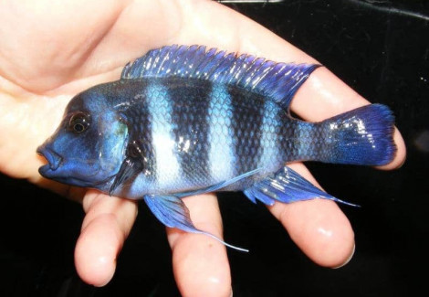 Cyphotilapia Frontosa Blue Zaire Moba 5-6