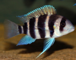 Cyphotilapia Frontosa Burundi 4,5-5Cm