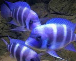 Cyphotilapia Frontosa Kipili Blue 5-6