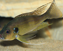 Greenwoodchromis Bellcrossi 4-5