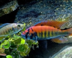 Haplochromis/Pundamilia Nyererei Pyth. Isl. 3