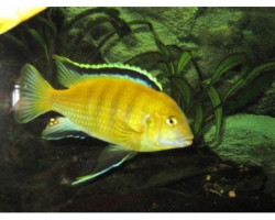 Labidochromis Sp. Yellow 5-6