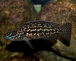 Lamprologus Nkambae 8-12