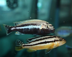 Melanochromis Auratus Dwarf 4-5