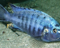 Melanochromis Brevis 5,5-7