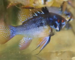 Mikrogeophagus Ramirezi Blue Devil L 3,5-4