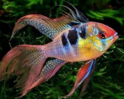 Mikrogeophagus Ramirezi L.Fin 3-3,5