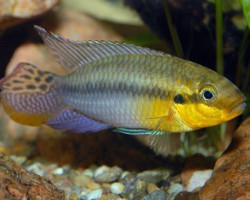 Pelvicachromis Subocelatus Matadi 3,5-4Cm