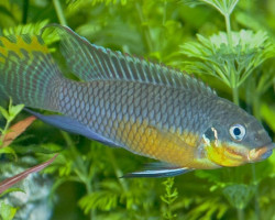 Pelvicachromis Taeniatus Nigeria Green 4-5Cm