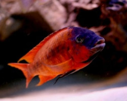 Petrochromis Red Bulu Point 4-5