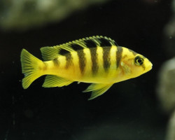 Pseudotropheus Crabro Nakatenga 3