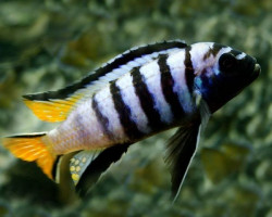 Pseudotropheus Mpanga 6-8