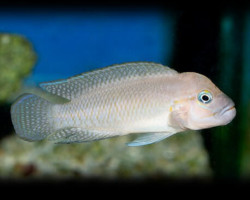 Telmatochromis Temporalis 4 - 5