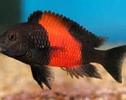 Tropheus Sp. Black Bemba Red 3-3,5