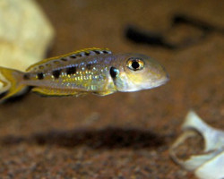 Xenotilapia Ochrogenys Ndole 4