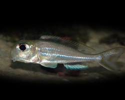 Xenotilapia Papilio Tembwe 4-5