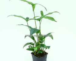 Anubias Hastifolia