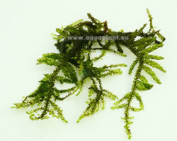 Singapore Moss (Vesicularia Sp.) - Mini Cup 50 Ml