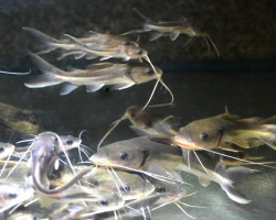 Clarias Angolensis Albino L