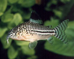 Corydoras Julii S/M