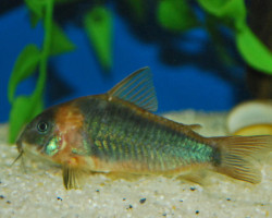 Corydoras Eques M