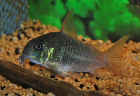 Corydoras Concolor M