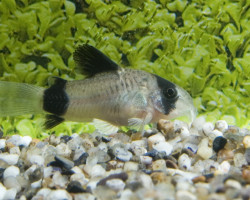 Corydoras Panda S/M