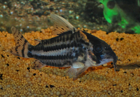 Corydoras Pulcher Xl