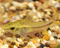 Corydoras Pygmaeus M