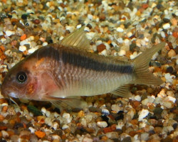 Corydoras Rabauti M