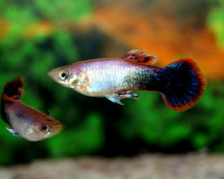 Guppy Pink Tuxedo Maschio M