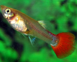 Guppy Femmina Tuxedo Red M