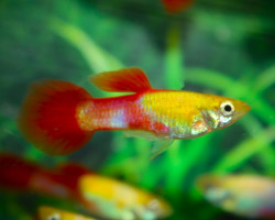 Guppy Goldhead Red Male S/M