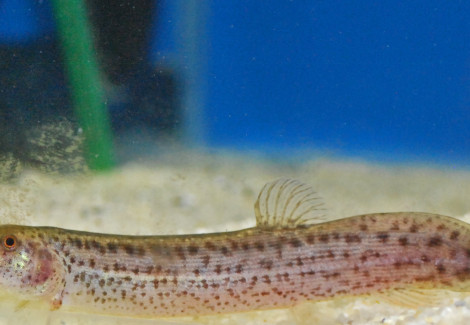 Misgurnus Anguillicaudatus L