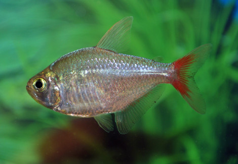 Hyphessobrycon Columbianus  L