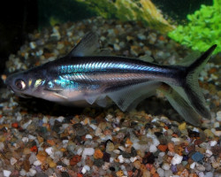 Pangasianodon Hypophthalmus S