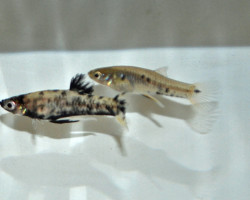 Phalloceros Caudimaculatus L