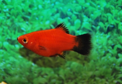 Platy Coral Wagtail Red M