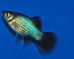 Platy Wagtail Blue M