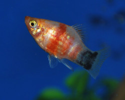 Platy Bleeding Heart Mickey M